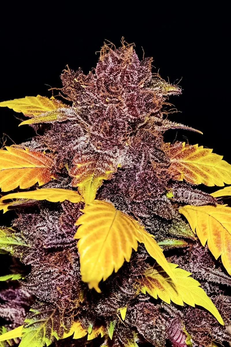 Purple Lemonade Auto FASTBUDS