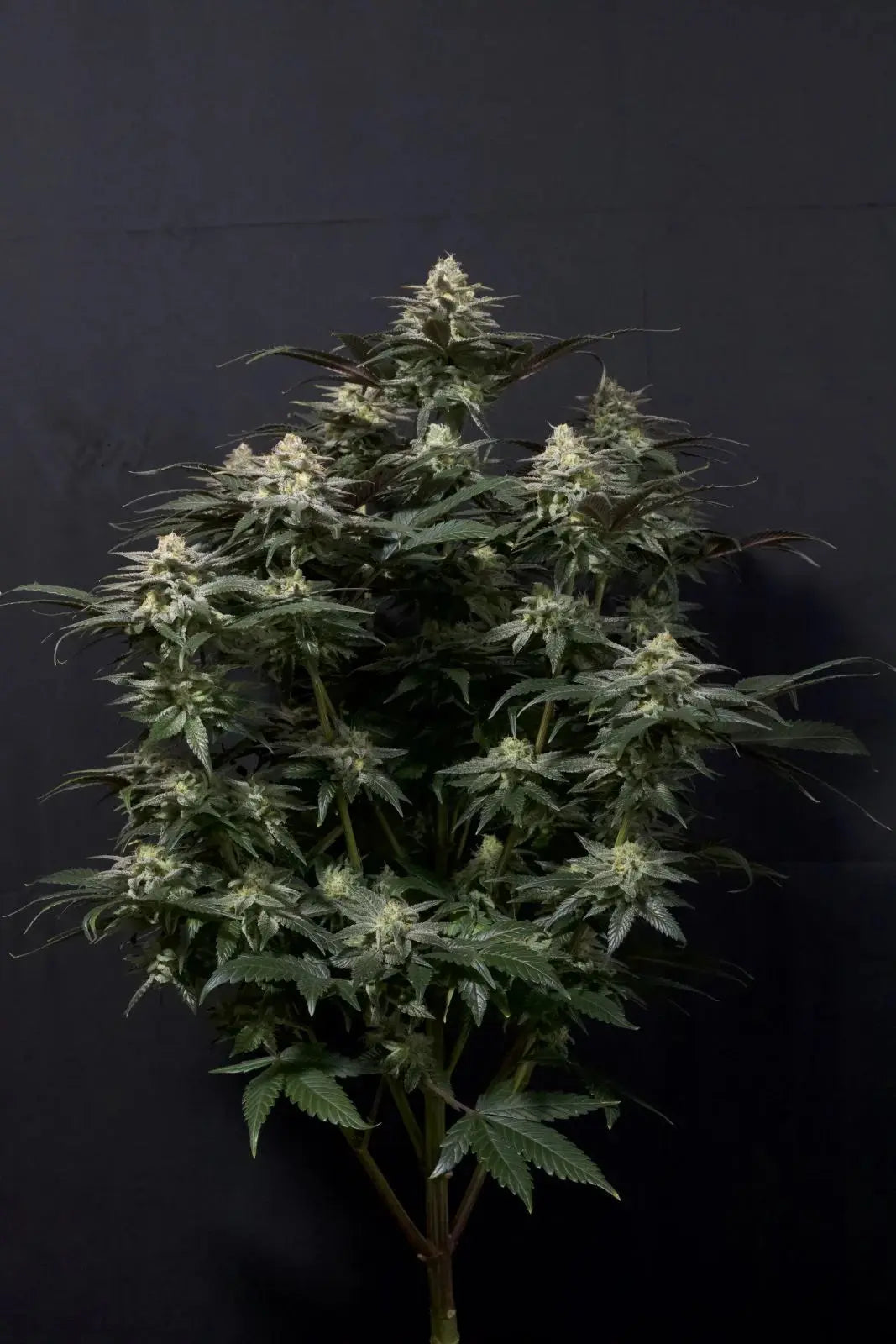 Purple Lemonade FASTFLOWERING FASTBUDS