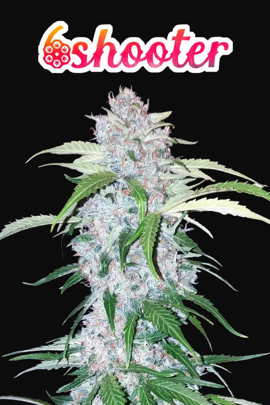 Six Shooter Auto FASTBUDS