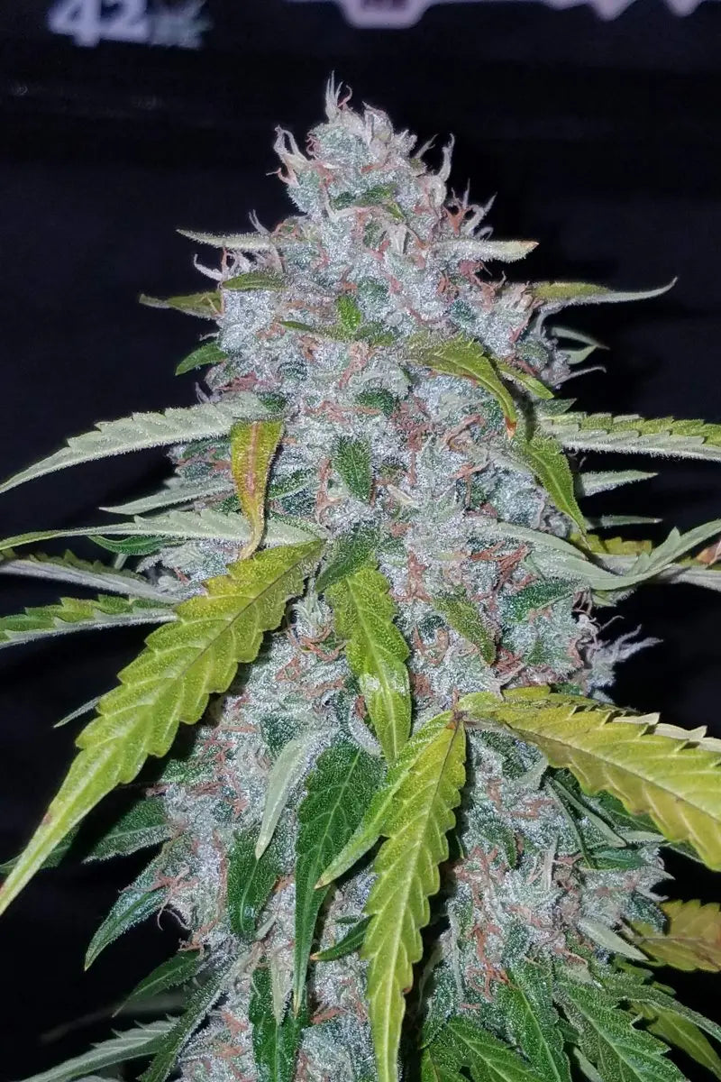 Six Shooter Auto FASTBUDS