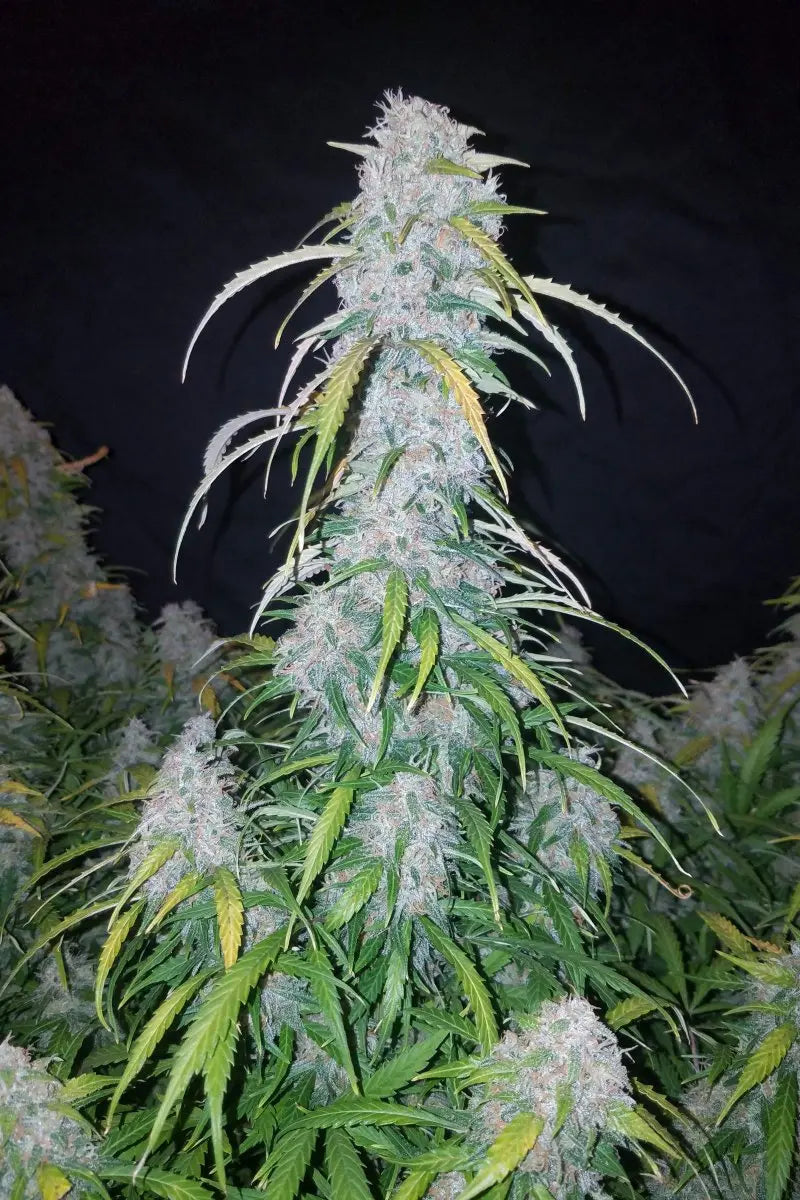 Six Shooter Auto FASTBUDS