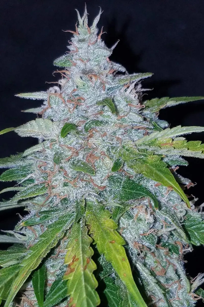 Six Shooter Auto FASTBUDS