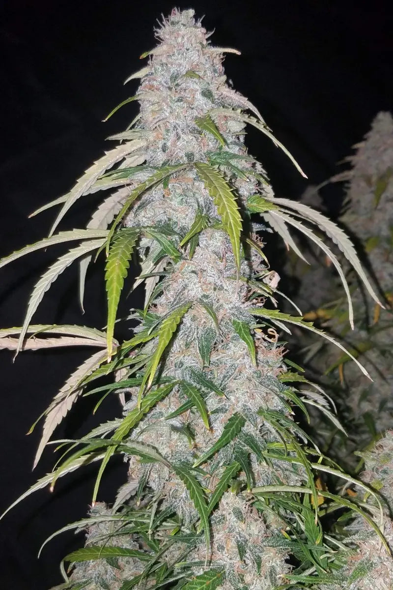 Six Shooter Auto FASTBUDS