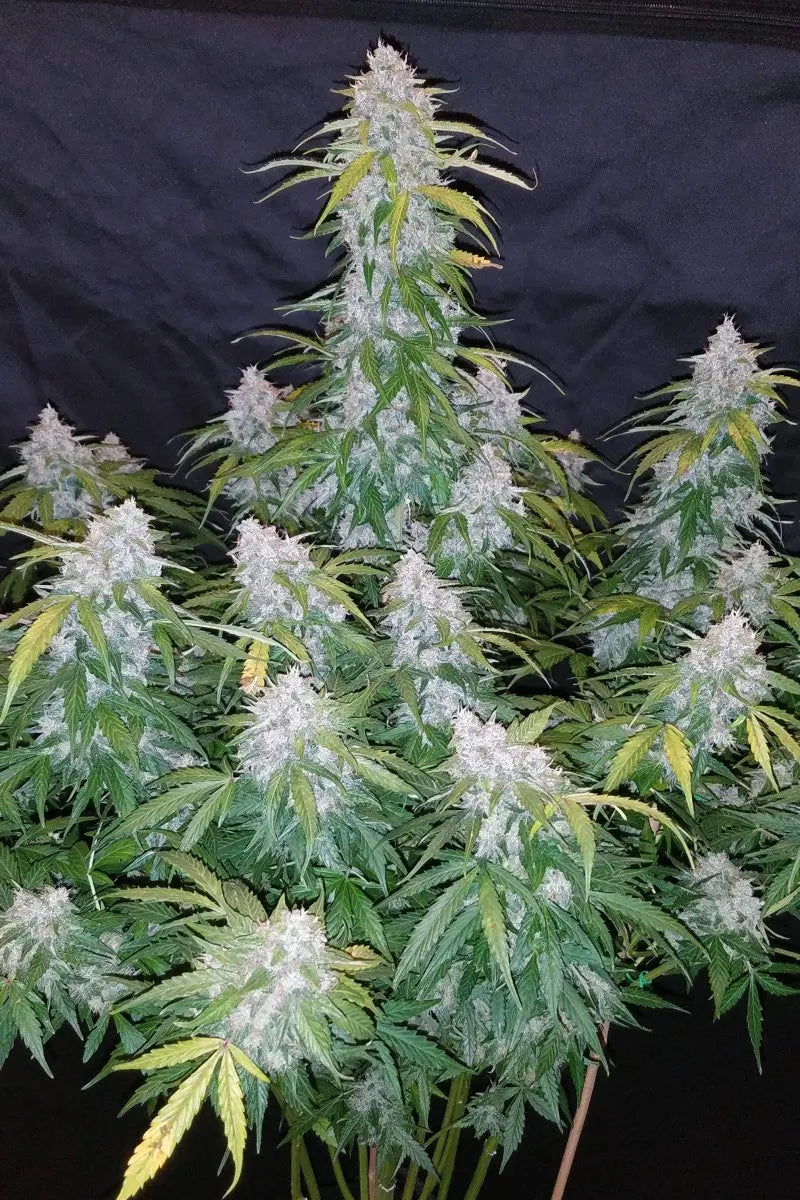 Six Shooter Auto FASTBUDS