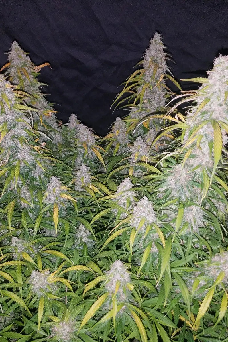 Six Shooter Auto FASTBUDS