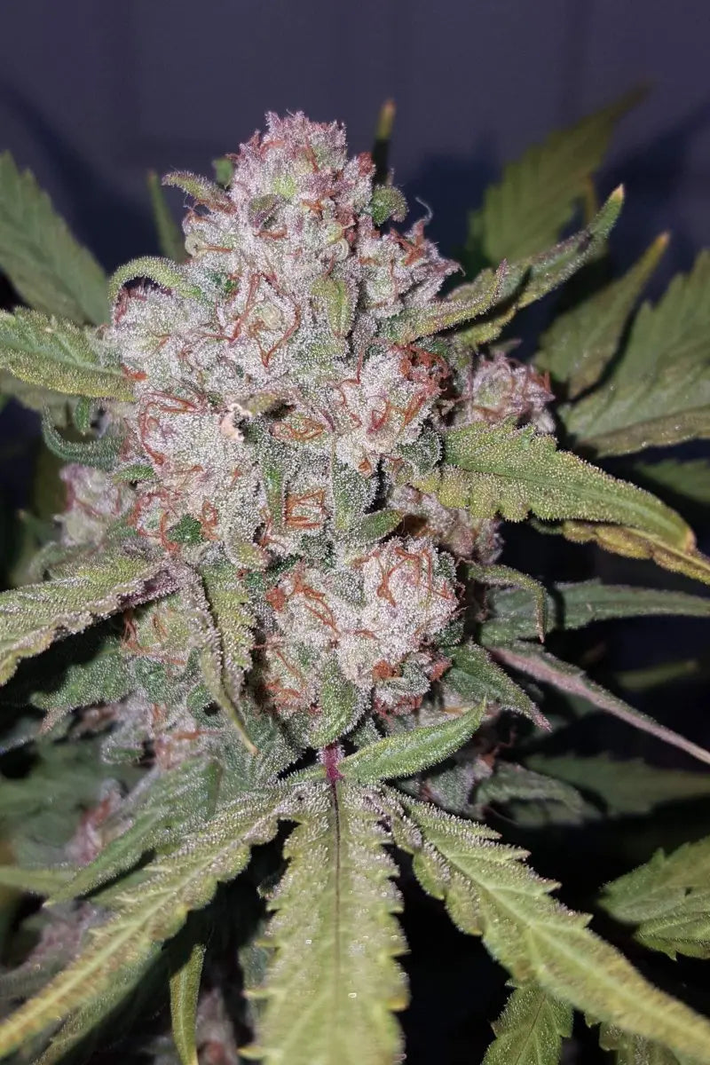 Stardawg Auto FASTBUDS