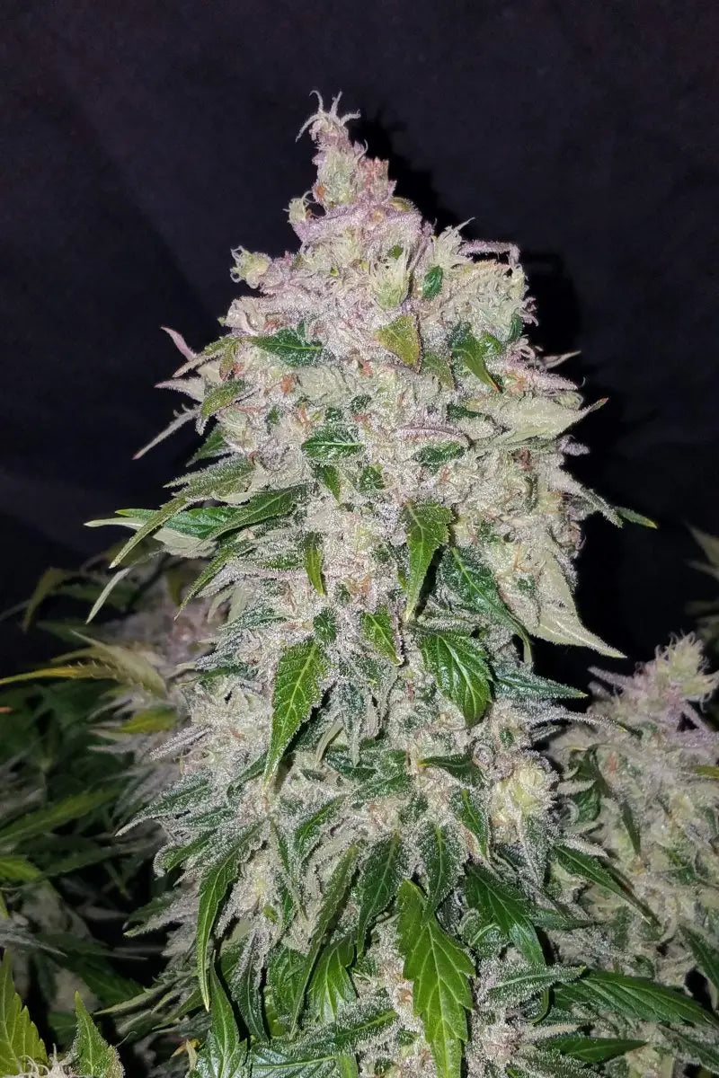 Stardawg Auto FASTBUDS