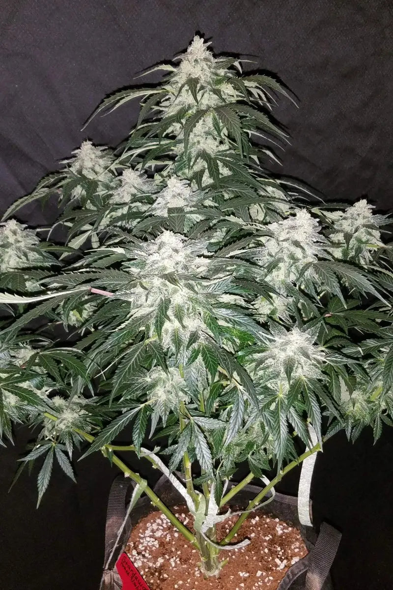 Stardawg Auto FASTBUDS