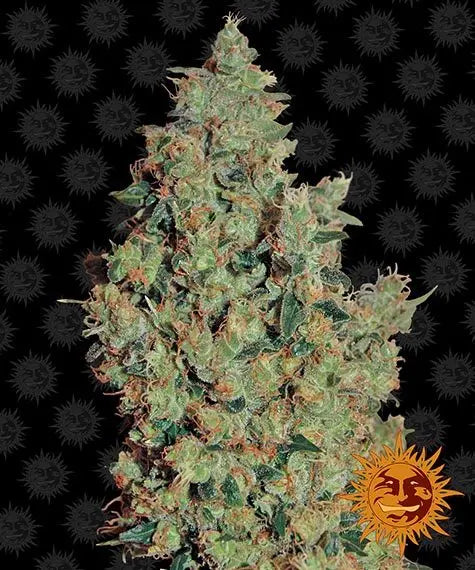 TANGERINE DREAM Barney's Farm