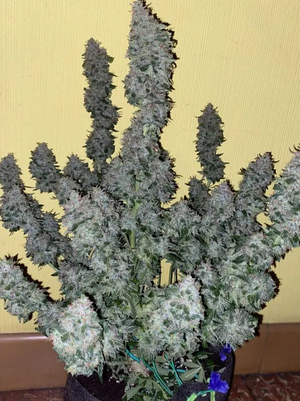 Tangie Auto FASTBUDS