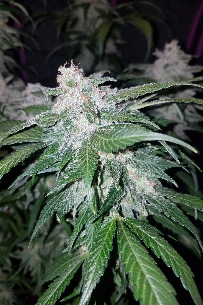 Tangie Auto FASTBUDS