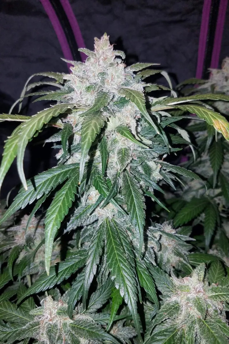 Tangie Auto FASTBUDS