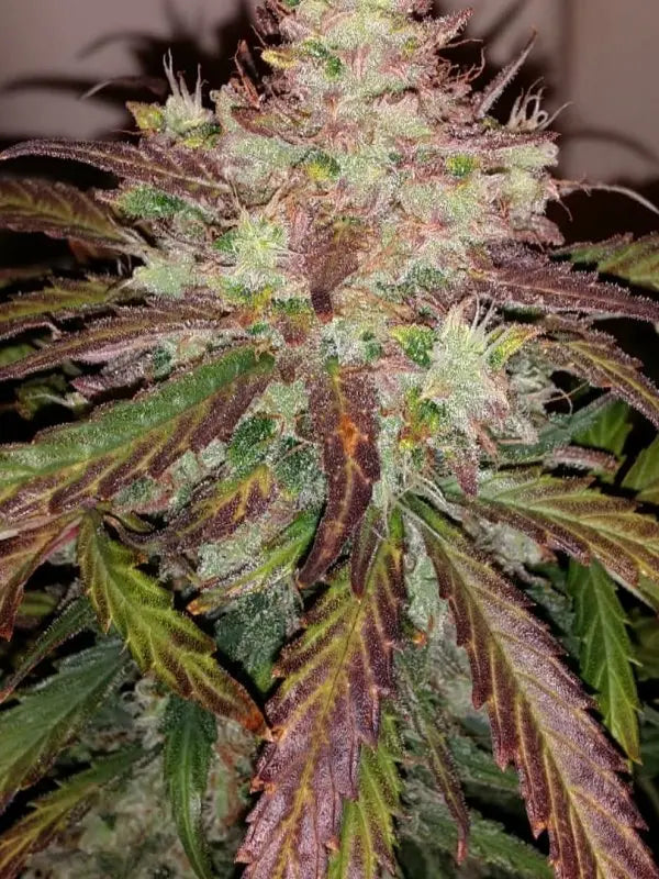 Tangie Auto FASTBUDS