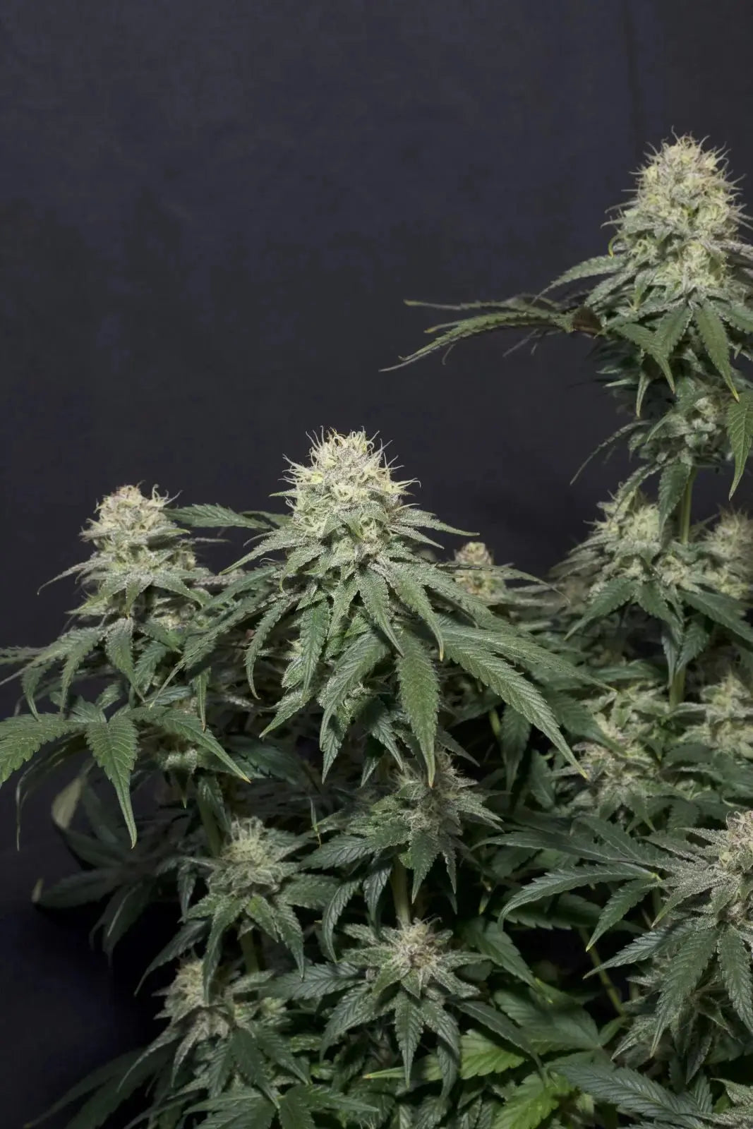 Tropicana Cookies FASTFLOWERING FASTBUDS