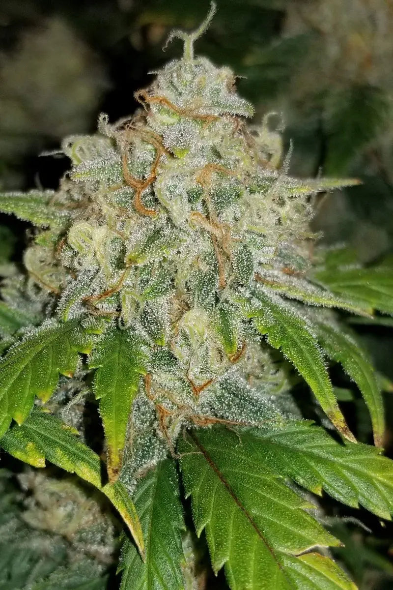 Zkittlez Auto FASTBUDS