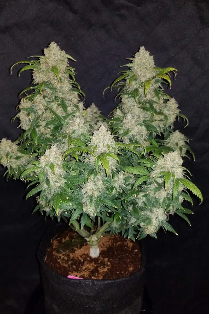 Zkittlez Auto FASTBUDS